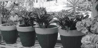 बागवानी से मन को भी शान्ति मिलती है